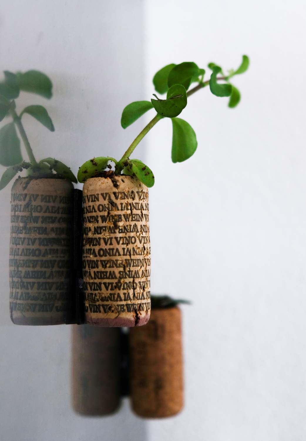 DIY project: wine cork planter